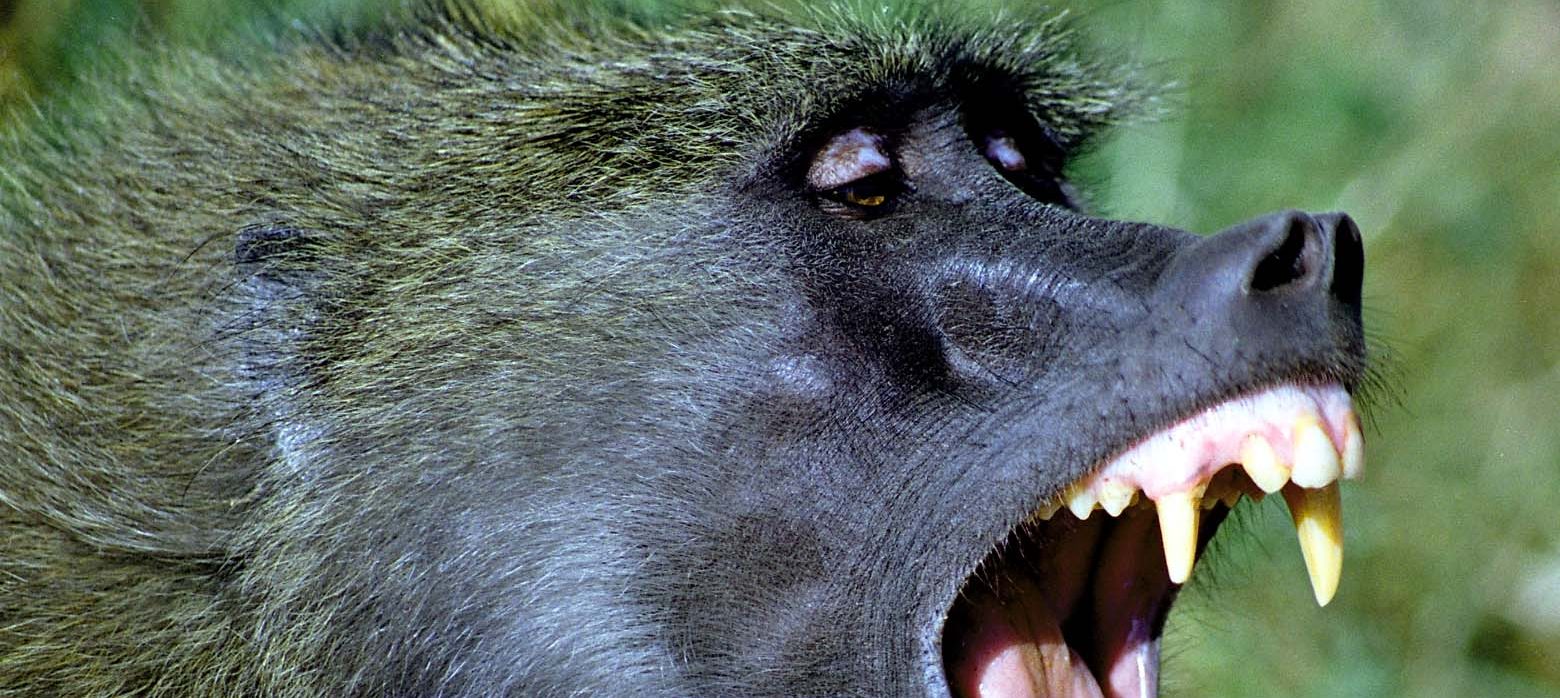 La ética del documental de naturaleza